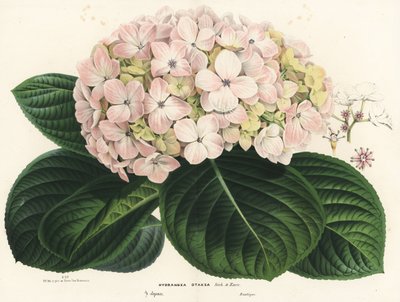 Bigleaf hydrangea, Hydrangea macrophylla. Handcoloured lithograph from Louis van Houtte and Charles Lemaire