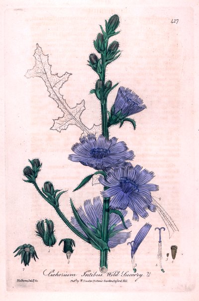 Bitter Chicoree (Cichorium intybus) Botanical Plate from “British Phaenogamous Botany” by William Baxter and Charles Mathews 1841 by Unbekannter Künstler