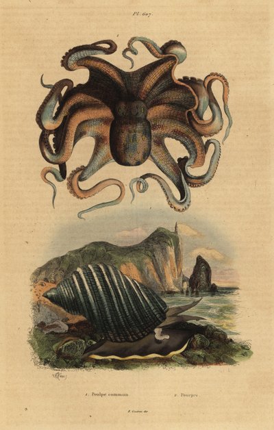 Common octopus, Octopus vulgaris, and sea snail, Dicathais orbita by Unbekannt
