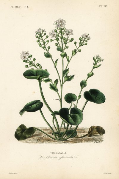 Common scurvygrass or spoonwort by Unbekannt