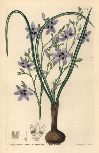 Conanthere - Conanthera trimaculata (Three-spotted cummingia, Cummingia trimaculata). Handcoloured copperplate engraving by Weddell after Edwin Dalton Smith from John Lindley and Robert Sweet