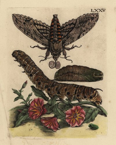 Convolvulus hawk-moth, caterpillar and pupa with field bindweed by Unbekannt