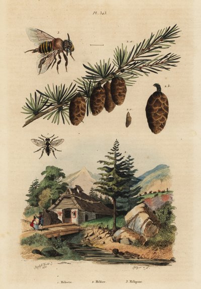 Cuckoo Bee, European Larch Tree, and Stingless Melipona Honey Bee by Unbekannt
