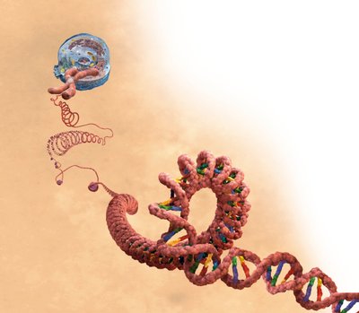 DNA including double helix, chromosome, cell by Unbekannter Künstler