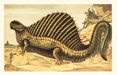 Dimetrodon Limbatus with Its Distinctive Neural Spine Sail by Unbekannter Künstler