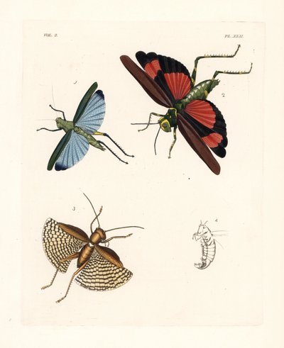 Eupropacris coeruleus grasshopper, Chromacris miles, and Gryllacris tessellata by Unbekannter Künstler