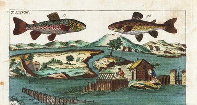 European Trout - Fishing Technique Using Artificial Rapids to Catch Fish by Unbekannter Künstler