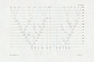 Evolutionism: schema of evolution derived from The origin of the species through natural selection or the struggle for existence in nature by Charles Darwin by Unbekannter Künstler