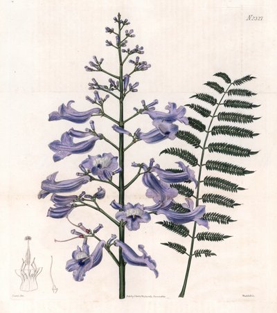 Flamboyant blue or oyster tree - Trinidad fern tree, Jacaranda mimosifolia by Unbekannter Künstler