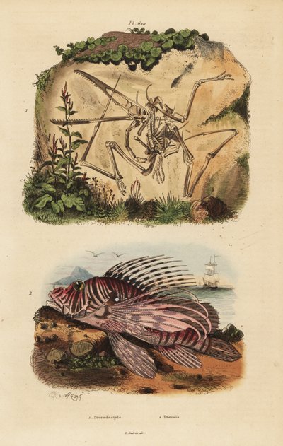 Fossil skeleton of an extinct pterodactyl, Pterodactylus antiquus, and red lionfish, Pterois volitans by Unbekannt
