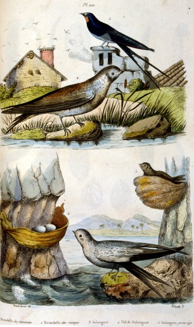 French. Coloured illustration. dated circa 1884. depicting river and coastal birds by Unbekannter Künstler