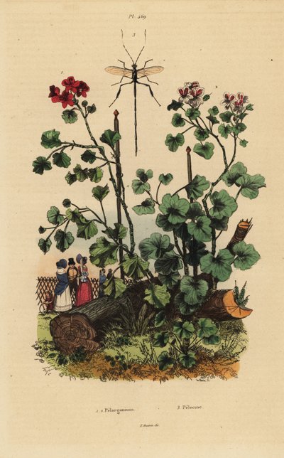 Geranium Species, Pelargonium Daveyanum and Pelargonium Macranthon by Unbekannt