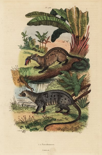 Golden Palm Civet and Asian Palm Civet by Unbekannt