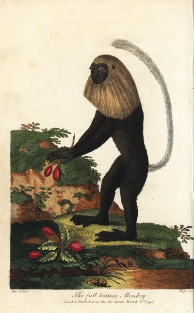 Guereza of Angola or Angolan black and white colobe by Unbekannter Künstler