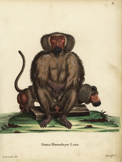 Hamadryas baboon by Unbekannter Künstler
