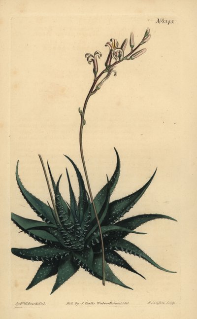 Hankey Dwarf Aloe by Unbekannt