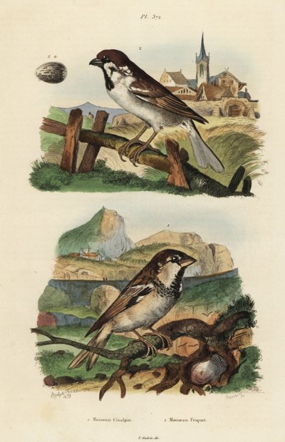 Italian sparrow and Eurasian tree sparrow with egg by Unbekannt