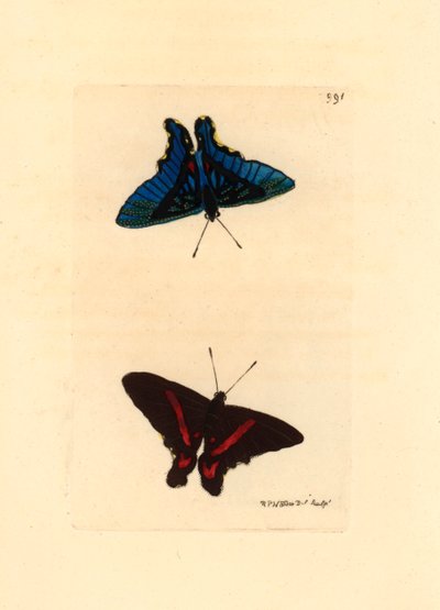 Lepidoptere, seen from the wings, the top has red lines and the reverse in the males is blue coloured, Ancyluris meliboeus -Lithograph by Richard Polydore Nodder (1774-1823) published in The Naturalist Miscellany by Unbekannter Künstler