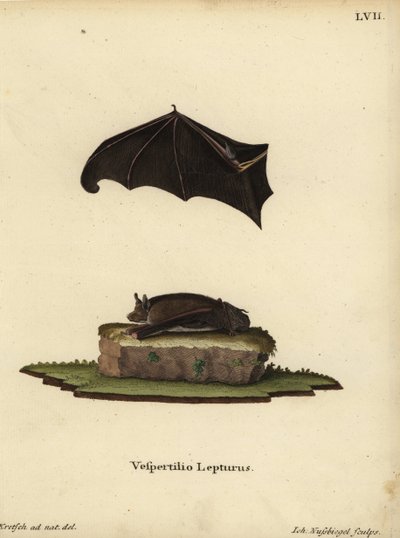Lesser Sac-winged Bat, Saccopteryx leptura. Vespertilio lepturus. Handcoloured copperplate engraving by Johann Nussbiegel after an illustration from nature by J.D. Kretsch from Johann Christian Daniel Schreber