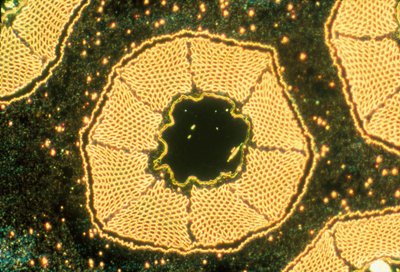 Low temperature superconductor, light micrograph by Unbekannter Künstler