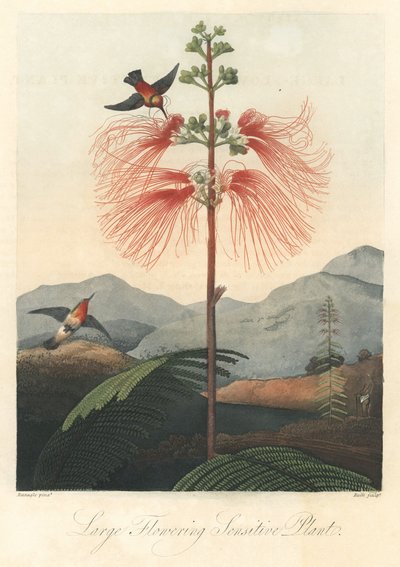 Mind or Sensitive Mimosa with Hummingbirds, extracted from The Temple of Flora, by Dr. Robert Thornton by Unbekannter Künstler