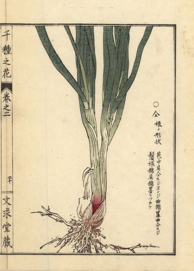 Nira or Chinese chives root and stalk by Unbekannter Künstler
