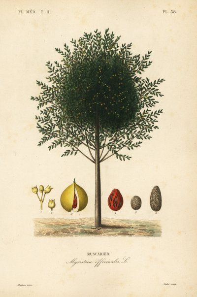 Nutmeg and mace tree by Unbekannt