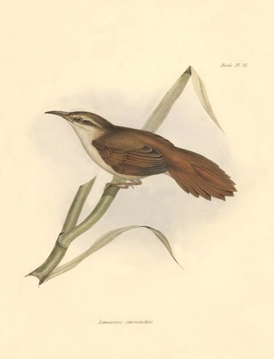 Ornithology: Limnornis curvirostris of the furnariid family described by Charles Darwin during his expedition aboard the Beagle. Plate from The zoology of the voyage of H.M.S. Beagle. Flight. III, Birds described by John Gould, with notice of their habits by Unbekannter Künstler