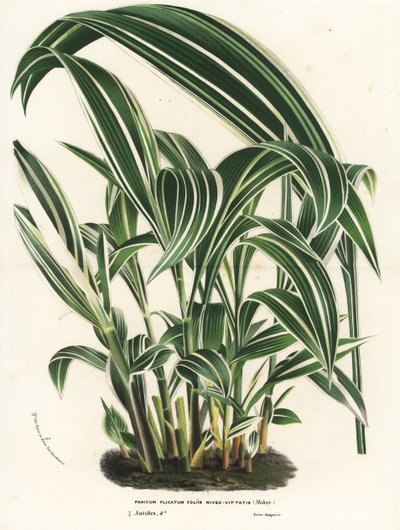 Palmgrass, Setaria palmifolia. Handcoloured lithograph from Louis van Houtte and Charles Lemaire