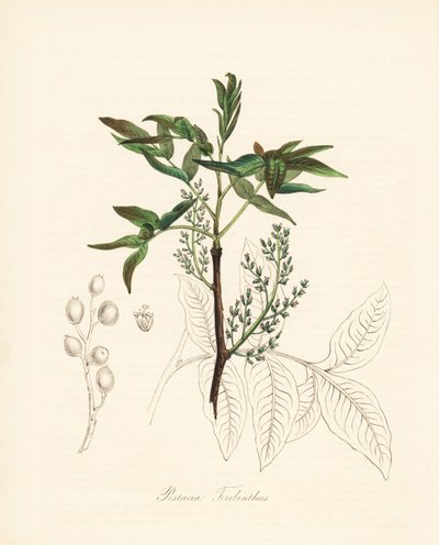 Pistachio terebinth - Terebinth tree or chian turpentine tree, Pistacia terebinthus by Unbekannter Künstler