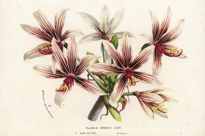 Placea ornata, native to Chile. Handcoloured lithograph from Louis van Houtte and Charles Lemaire