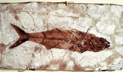 Prehistory: Sgomber Speciosus Fish Fossil from the Site of Mount Bolca by Unbekannt
