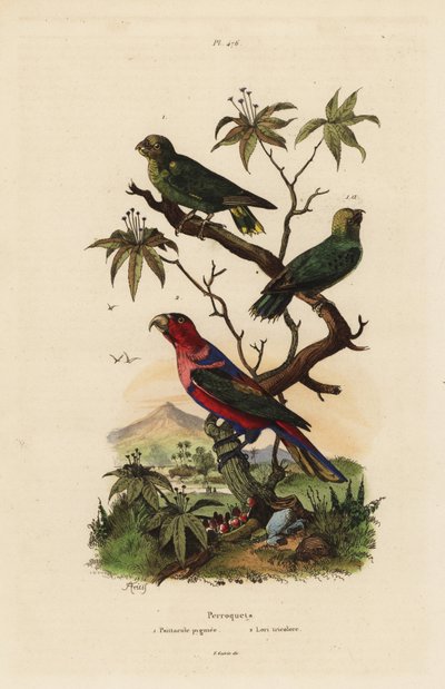 Pygmy parrot and black-capped lory by Unbekannt
