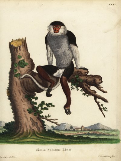Red-shanked Douc, Pygathrix nemaeus. Endangered. Simia nemaeus Linn. Handcoloured copperplate engraving by Johann Sebastian Leitner after an illustration by Jacques de Seve from Johann Christian Daniel Schreber