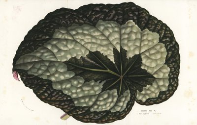 Rex begonia leaf. Handcoloured lithograph from Louis van Houtte and Charles Lemaire