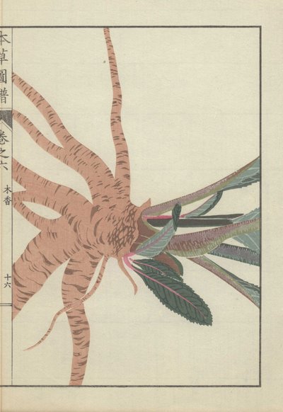 Roots and Stems of the Inula Helenium Plant by Unbekannter Künstler