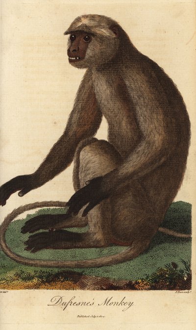 Gray langur or Hanuman langur by Unbekannter Künstler