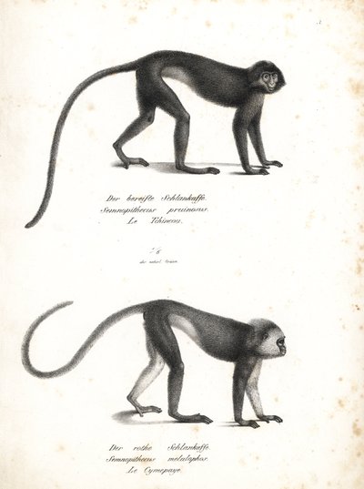 Silvery Lutung, Trachypithecus cristatus (Semnopithecus pruinosus) and Sumatran Surili, Presbytis melalophos (Semnopithecus melalophos) endangered. Lithograph by Karl Joseph Brodtmann from Heinrich Rudolf Schinz