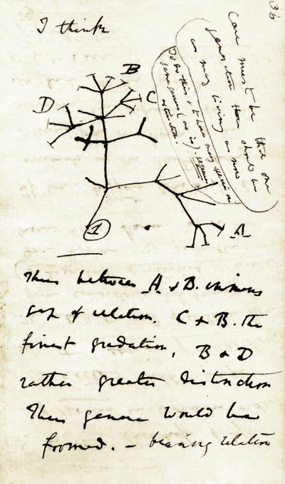 Sketch by Charles Darwin from his first notebook Transmutation of species: this is his first diagram referring to his theory of Evolution. 1837 by Unbekannter Künstler