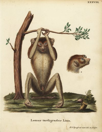 Slow-paced Lemur or Red Slender Loris, Loris tardigradus. Endangered. Lemur tardigradus Linn. Handcoloured copperplate drawn and engraved after nature by Hermann Jakob Tyroff from Johann Christian Daniel Schreber