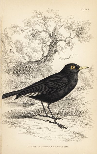 Spectacled Tyrant, Hymenops perspicillatus (Spectacle or White-winged Water-chat, Perspicilla leucoptera) by Unbekannter Künstler