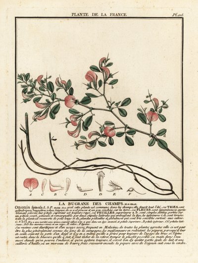 Spiny restharrow, Ononis spinosa by Unbekannter Künstler