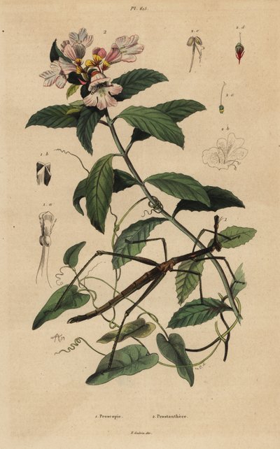 Stick insect and Victorian Christmas bush by Unbekannt