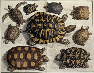 Turtles: from Albert Seba