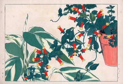 Firecracker vine and arrowroot. Handcoloured woodblock print from Konan Tanigami