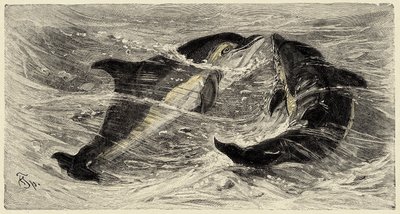 Zoology: dolphins (delphinus delphis) described and illustrated by Carlo Vogt and Federico Specht in 