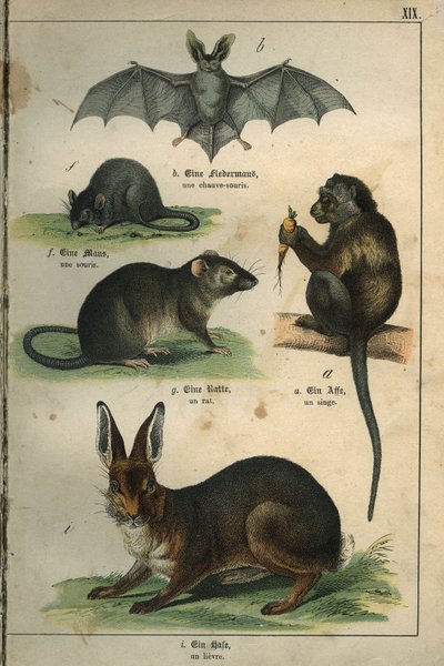 Representation of a Bat, a Mouse, a Rat, a Monkey, a Hare. Plate from a French-German Children
