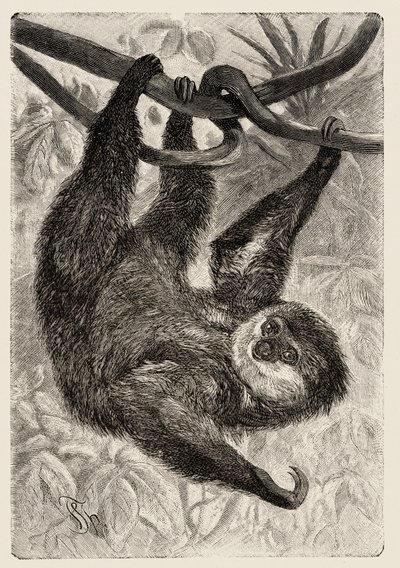 Zoology: Unau or Lazy Described and Illustrated by Carlo Vogt and Federico Specht in 