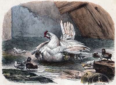 A hen protects her chicks from the cold by extending her wings by Unknown artist