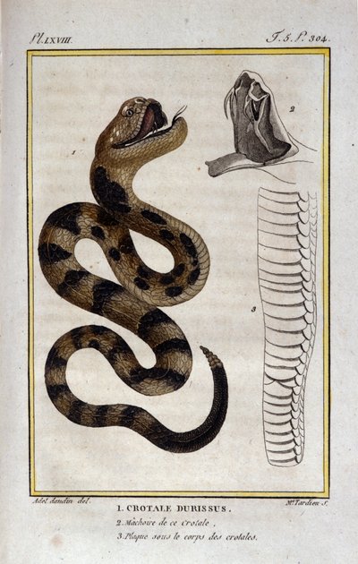 A rattlesnake. Plate taken from a Natural History Treat of 